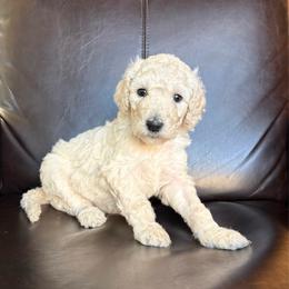 Cookie - Cream female Labradoodle puppy in Kingman, Arizona from The Dood Ranch