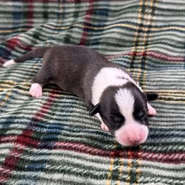 Cupid - Brindle and white male American Corgi puppy in Waskom, Texas from Piney Woods Corgis