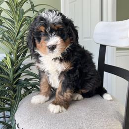 Cooper - Tri-color male Bernedoodle puppy in Holtwood, Pennsylvania from Country Ridge Puppies
