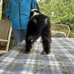 Bearded Collie and Border Collie Puppies from Beloved Bearded & Border Collies