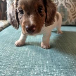 Beau - Piebald male Dachshund puppy in Lakeland, Florida from Queens of the South