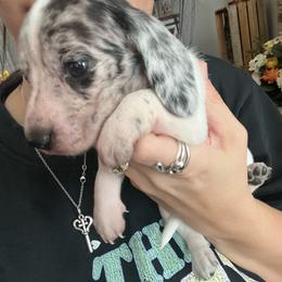 Chanel - Piebald female Dachshund puppy in Hockley, Texas from Shans Down Home Doxies