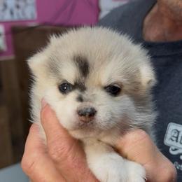 Celia - Merle female Pomsky puppy in Spring Hill, Florida from PDQ Pomskies