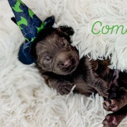 Comet - Chocolate male Australian Labradoodle puppy in Redding, California from Shasta Royal Monroe Puppies