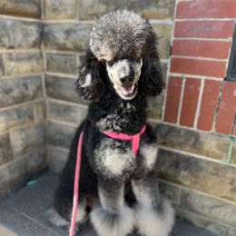 Mona  - Poodle