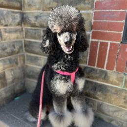 Mona  - Poodle
