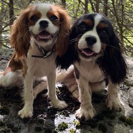 Cavalier King Charles Spaniels from Queen Cavaliers