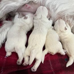 Girl 1 - White West Highland White Terrier puppy in Alabaster, Alabama from Southern Belle Westies