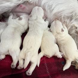 Girl 1 - White West Highland White Terrier puppy in Alabaster, Alabama from Southern Belle Westies