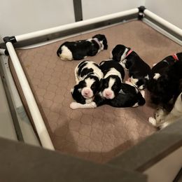 English Springer Spaniel Puppies from Sage Mountain Springers