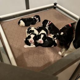 English Springer Spaniel Puppies from Sage Mountain Springers