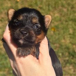 Little Lottie AKC - Black and tan female Yorkshire Terrier puppy in Hope, Indiana from DJ Yorkies
