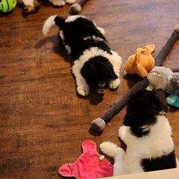 Goldendoodle and Poodle Puppies from Elizabeth Rocha's Doodles