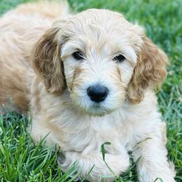 Goldendoodles from Amazing Grace Doodles