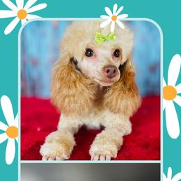 Poodle puppies from Scenic Hills Kennels