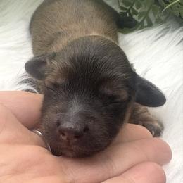 Banks - Red male Dachshund puppy in Exeter, California from Sawtooth Miniature Dachshunds