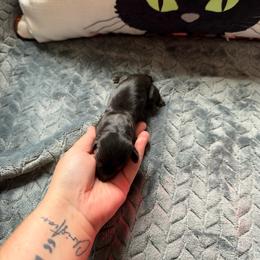Black and tan female - Black and tan female Dachshund puppy in Powell, Tennessee from Tall & Tiny TN k9s