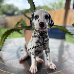Bear HUA - White and black male Dalmatian puppy in Fort Worth, Texas from Glasscock Dalmatians