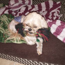 Nanook - Shih Tzu