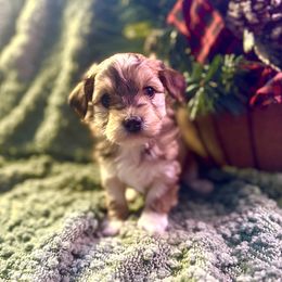 Belle - Gold female Havanese puppy in Chaska, Minnesota from Happy Paws Havanese