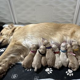 Golden Retriever Puppies from Golden Retrievers of South Carolina