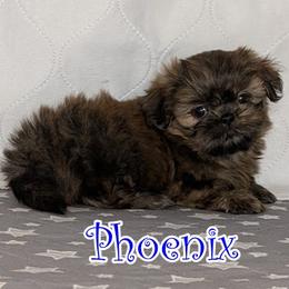 Phoenix - Brindle male Shih Tzu puppy in Surprise, Arizona from Arizona Shih Tzu