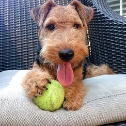 Welsh Terriers and West Highland White Terriers from Dragon Shield Terriers
