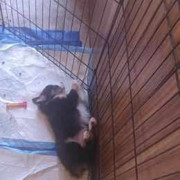 Australian Shepherd Puppies from MND Aussies