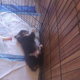 Australian Shepherd Puppies from MND Aussies