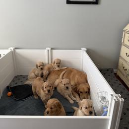 Golden Retriever Puppies from Pups by Piper