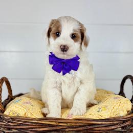 Grace - Purple collar - Parti female Goldendoodle puppy in The Woodlands, Texas from Golden Fields Doodles