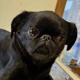Tootsie - Brussels Griffon