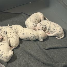 Female 5 - White and black female Dalmatian puppy in Louisa, Virginia from Dalmatian Creation LLC