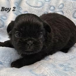 Boy 1 - Black male Shih Tzu puppy in Oakville, Washington from Garrard Creek Shih Tzus