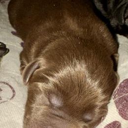 Chocolate Male 4th pick (last male) - Chocolate male Labrador Retriever puppy in Portland, Tennessee from Whiskey Ridge Retrievers