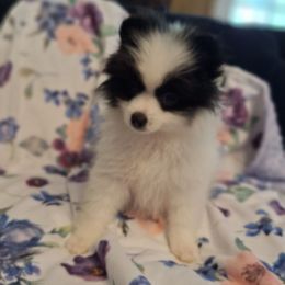 Iris - Black parti female Pomeranian puppy in Tampa, Florida from Diana's Pomeranians