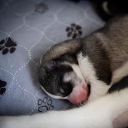 Siberian Husky Puppies from Ivie Huskies