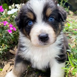 Australian Shepherd, Goldendoodle, and Poodle Puppies from 5AFarms