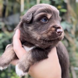 Boy 2 - Red tri-color male Miniature American Shepherd puppy in Kamuela On The Big Island, Hawaii from Royal Hawaiian Aussies LLC