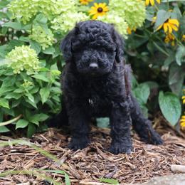 Paige - Black female Whoodle puppy in West Bend, Iowa from Blue Skies Terriers
