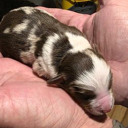 RMM - Red merle male Miniature Australian Shepherd puppy in Spirit Lake, Idaho from Gemstone Ridge Mini Aussies