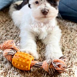 Miniature Schnauzer Puppies from Silver Sage Schnauzers