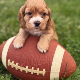 Yoda red male - Red male Cocker Spaniel puppy in Howe, Indiana from A&J Kennel