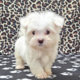 Remmy TEACUP - White male Maltese puppy in Monticello, Iowa from Ashley’s Puppies