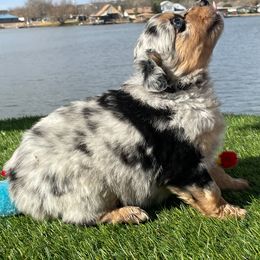 Miniature Australian Shepherd and Toy Australian Shepherd Puppies from Best Little Aussies