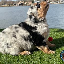 Miniature Australian Shepherd and Toy Australian Shepherd Puppies from Best Little Aussies
