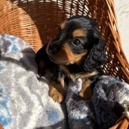 Blair - Black and tan female Dachshund puppy in Pontotoc, Mississippi from Toddy Kennels