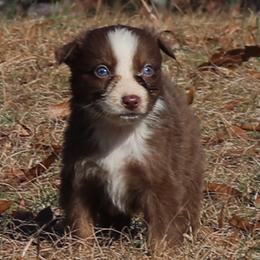 Janice - Red tri-color female Australian Shepherd puppy in Four Oaks, North Carolina from RoseWest Farms