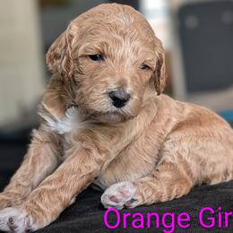 Orange Girl - Apricot female Poodle puppy in Hillsboro, Illinois from Sarah's Poodles