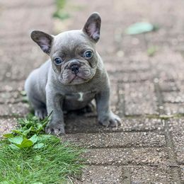 Blue Brindle Boy - Brindle male French Bulldog puppy in Centuria, Wisconsin from Rott'N'Frenchies